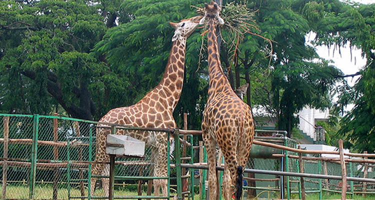 Alipore zoological park will make your kids a nature enthusiasts
