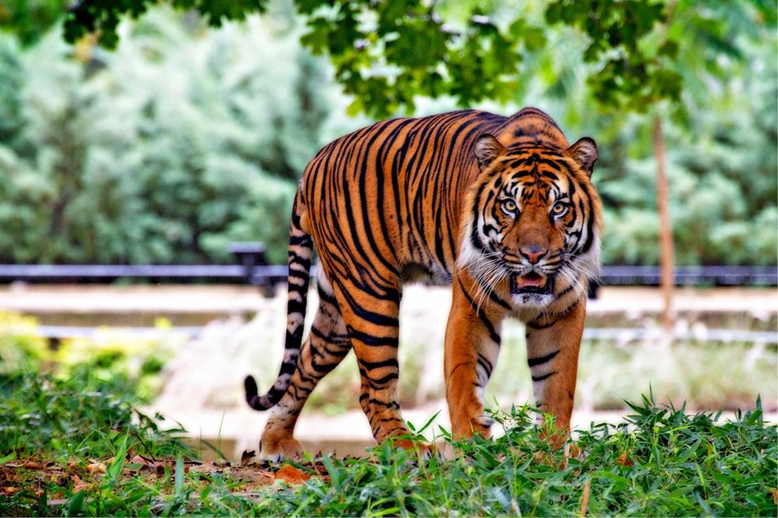 zoological park in New Delhi boasts of tigers chinkaras and 1000 plus species