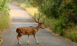 sanjay gandhi national park mumbai is an oasis in the city for bird watching, hikes and animal sighting