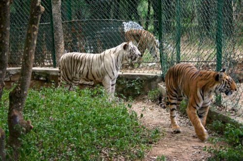 take you child to nehru zoologial park hyderabad for safari, natural history museum