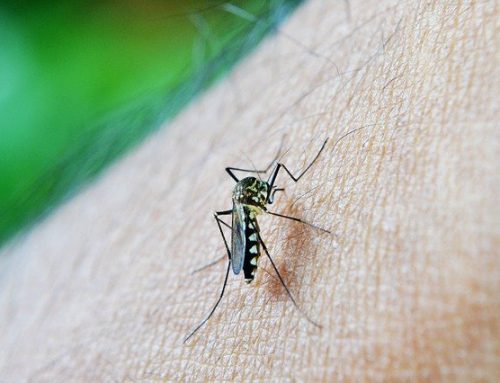 Mosquito repelling applications that are safe for your child
